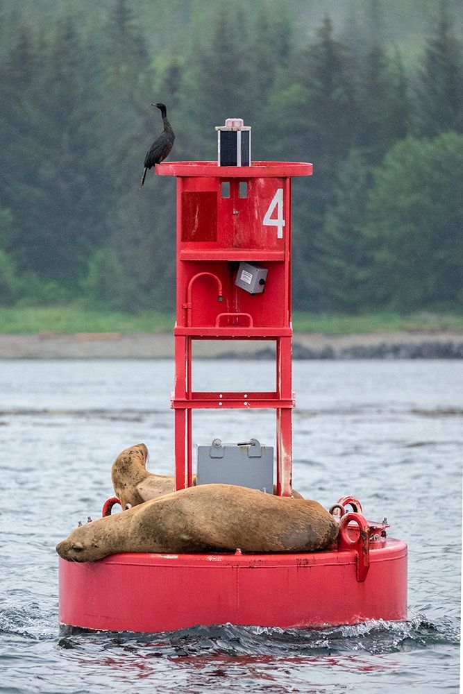 Cormorant and Steller sea lion-Ernest Sound-Wrangell-Alaska